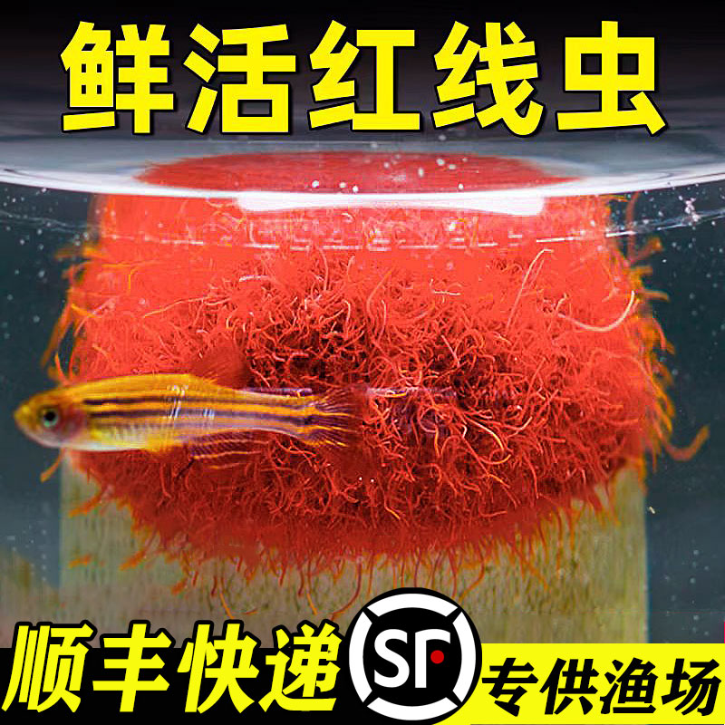 【顺丰】鲜活红线虫水蚯蚓鱼饲料