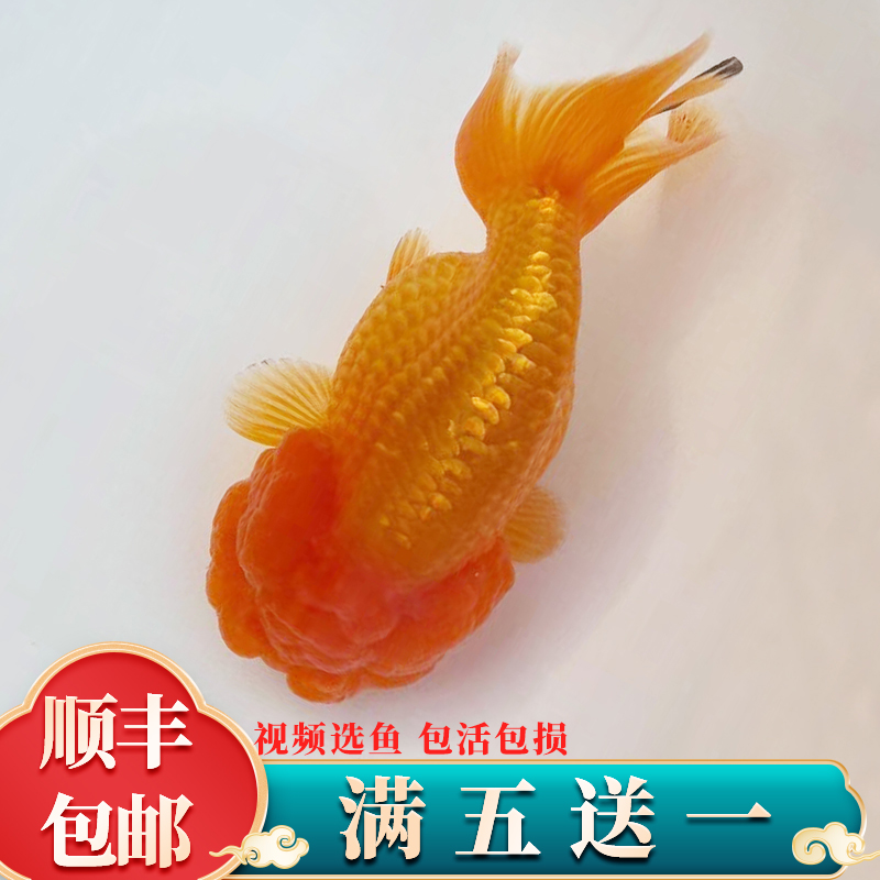 精品猫狮金鱼活鱼鱼苗小型红白五花武汉菠萝猫狮红顶虎观赏鱼成鱼