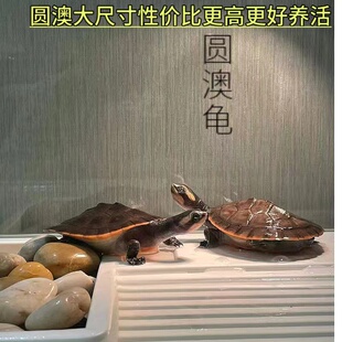 圆澳龟圆澳侧颈龟西非侧颈龟圆澳苗鱼缸深水龟亚巨安布沼泽侧颈龟