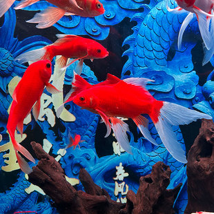 凤尾大红草金鱼活鱼冷水好养耐活淡水观赏鱼锦鲤金鱼活鱼草金鱼苗