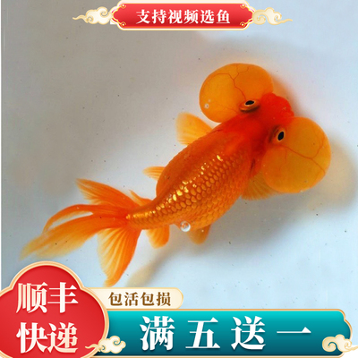 水泡金鱼活鱼五花水泡眼金鱼鱼苗