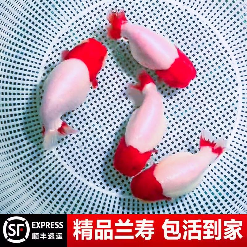 兰寿金鱼奶牛熊猫波妞玉兔精品幼苗冷水麒麟热带潘氏小尾鱼苗黑ee