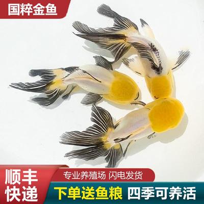 鹤顶红金鱼鸿运当头狮头国狮