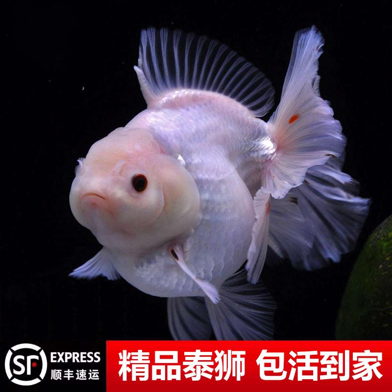 百褶泰狮金鱼精品活鱼进口鱼苗百褶裙黑观赏鱼熊猫元宝将军幼苗AA