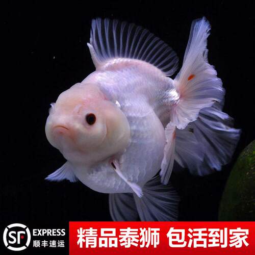 百褶泰狮金鱼精品活鱼进口鱼苗百褶裙黑观赏鱼熊猫元宝将军幼苗AA