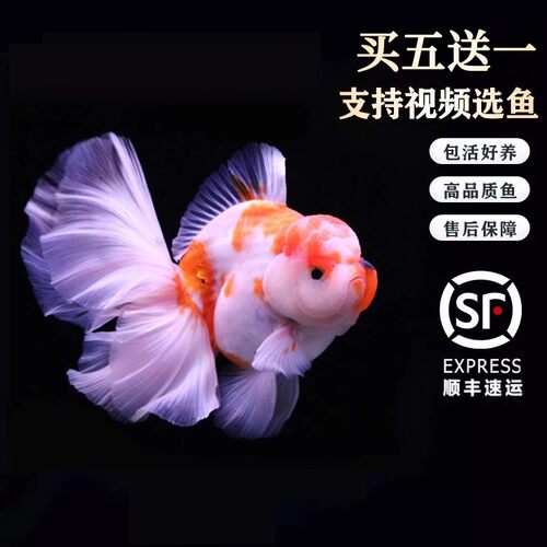 精品三色进口玛丽百褶泰狮金鱼活鱼苗将军F1观赏鱼苗冷水好养耐活