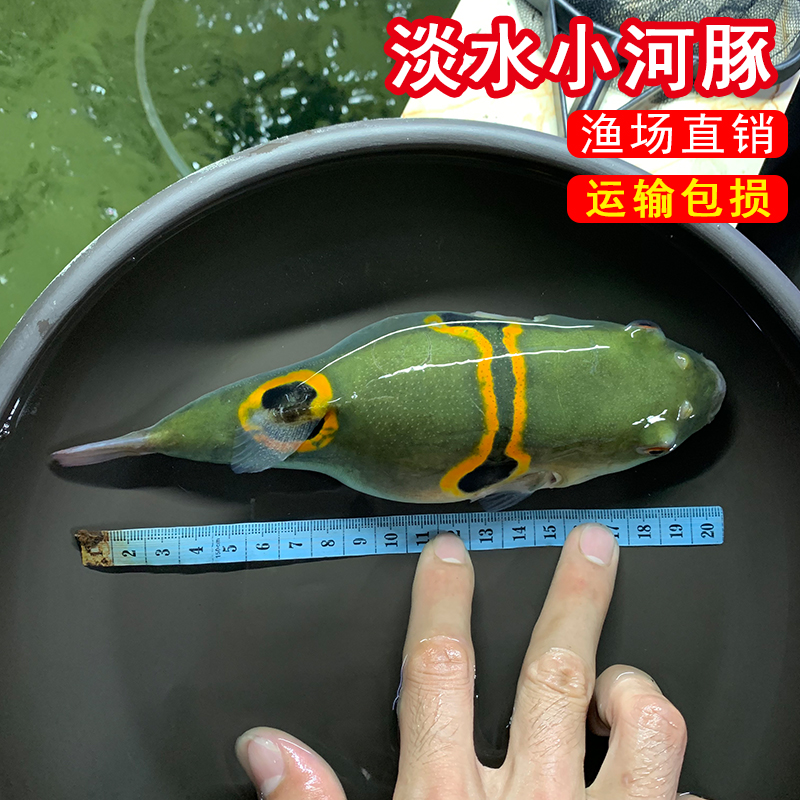 弓斑小河豚观赏鱼淡水潜水艇皇冠斑马巧克力娃娃鱼狗头会生气的鱼