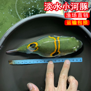 弓斑小河豚观赏鱼淡水潜水艇皇冠斑马巧克力娃娃鱼狗头会生气的鱼