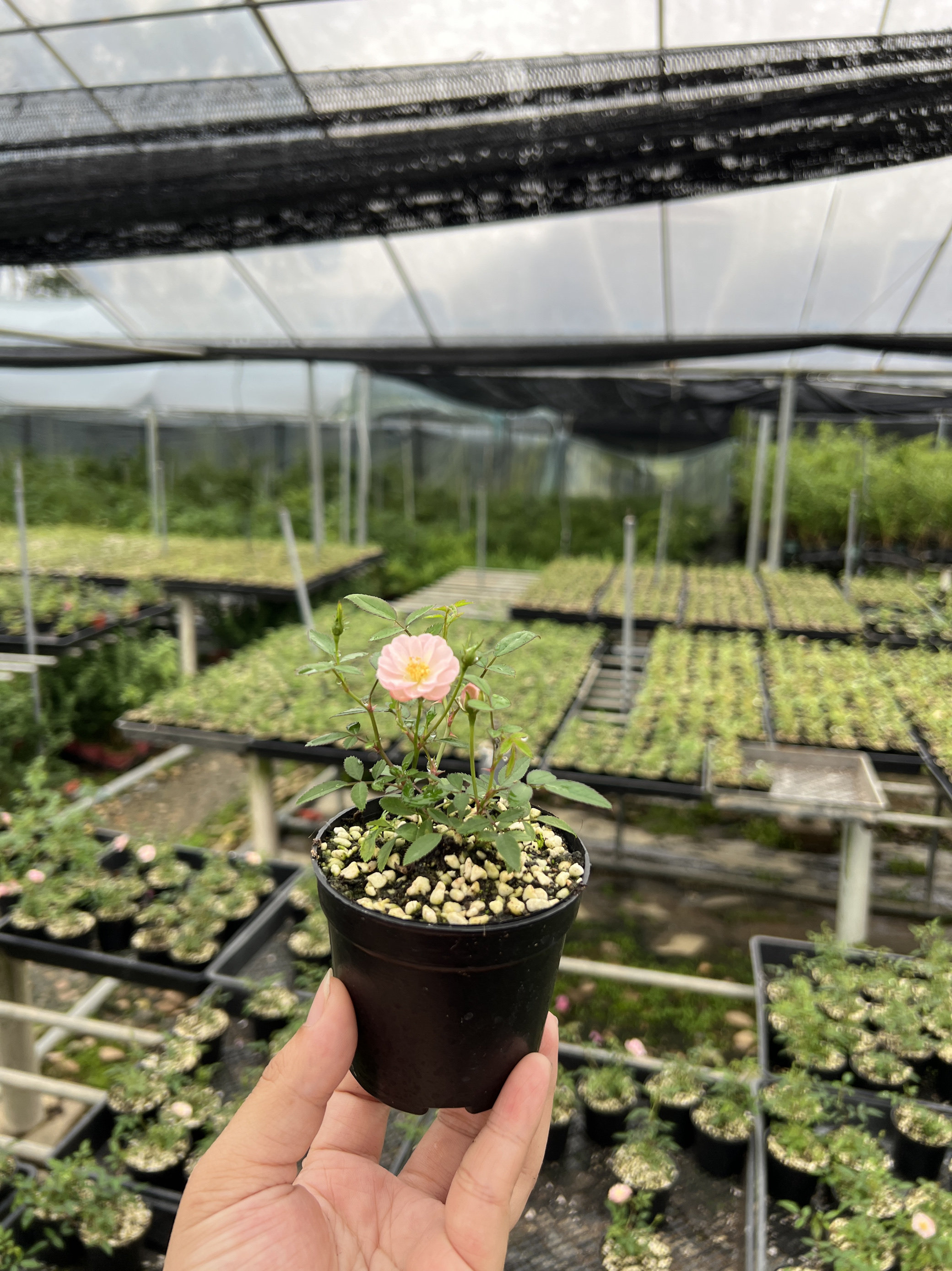 姬月季日本姬乙女姬超微蔷薇迷你微盆景阳台桌面四季花开盆栽花卉