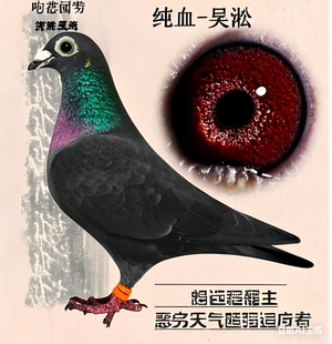 纯吴松血统赛鸽信鸽种鸽一对带环可飞千公里