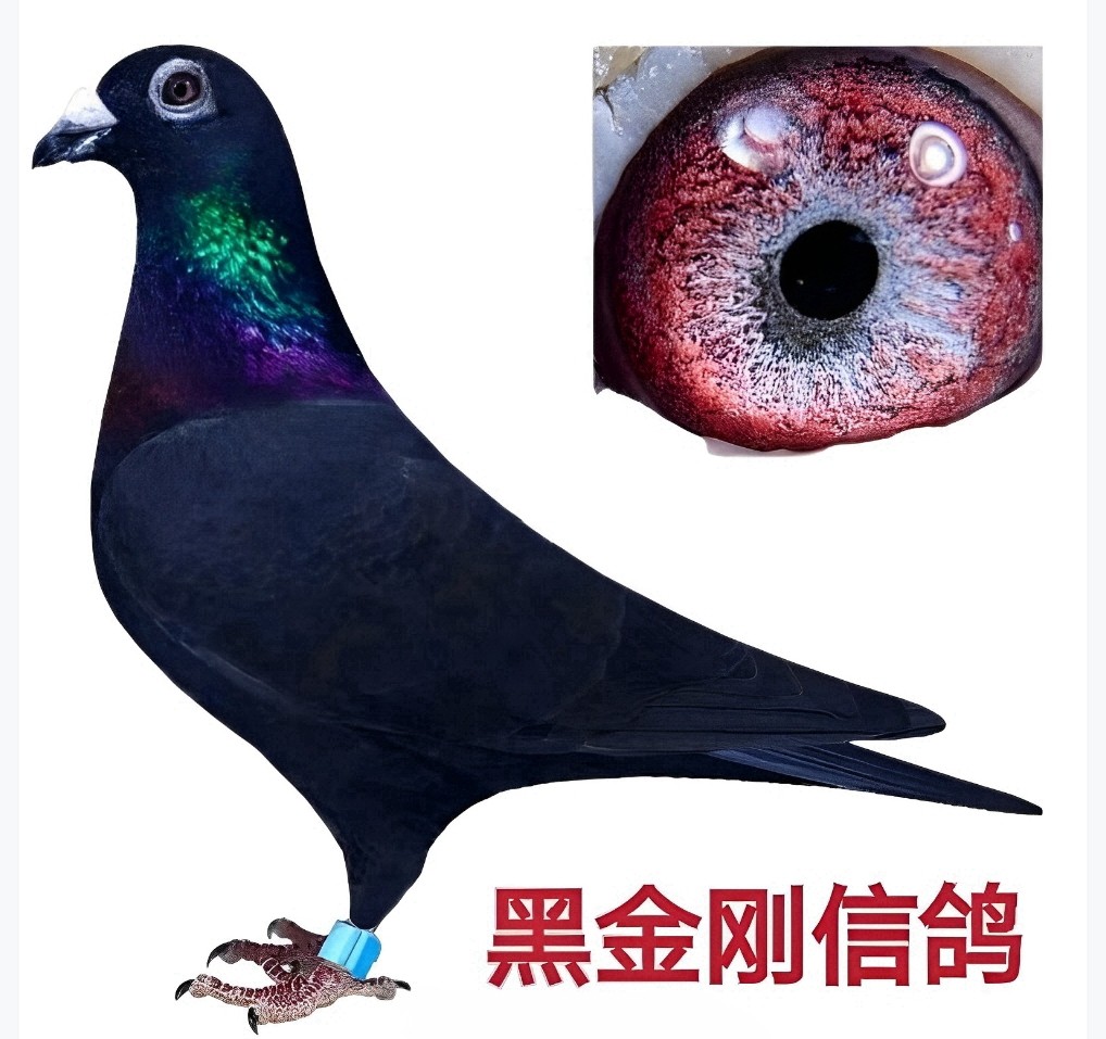 黑金刚鸽子活成绩鸽信鸽赛鸽鸽子原配种鸽小鸽活体幼鸽血统鸽