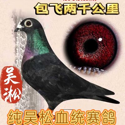 纯吴淞血统赛鸽信鸽种鸽一对带环