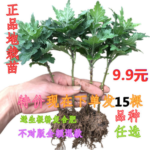 杭州盆栽杭州食用盆栽观花植物