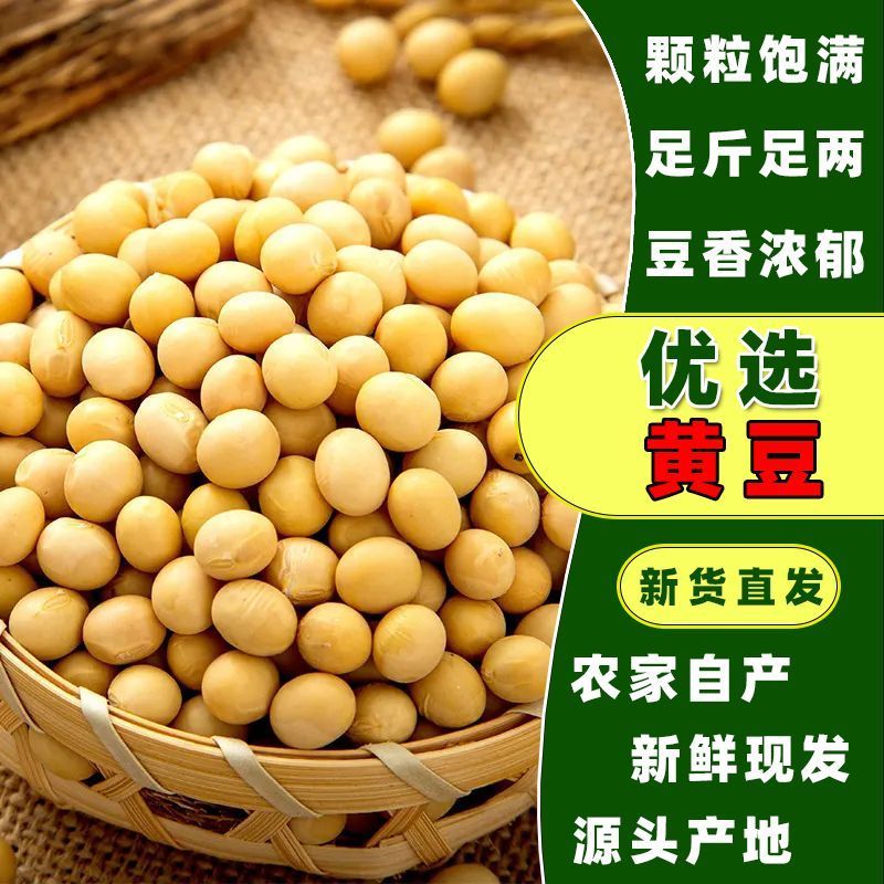 黄豆新货云南土黄豆打豆浆发豆芽特产大豆豆类东北杂粮粗粮散装豆