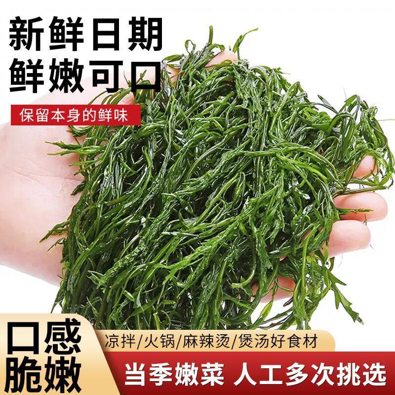 新鲜鞭炮笋海草盐渍马尾藻凉拌海藻长寿菜餐饮火锅煲汤食材爆炸笋
