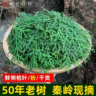 侧柏叶5斤野外自然生长新鲜扁柏叶阴干侧柏叶粉洗发防脱纯叶