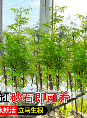 水杉水培鱼缸造景溪流缸水杉盆栽盆景鱼池水生植物绿植水草室内外