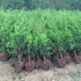 蜀桧柏刺柏宝塔柏松柏侧柏龙柏扁柏清明墓地松扫墓松园林绿化苗木