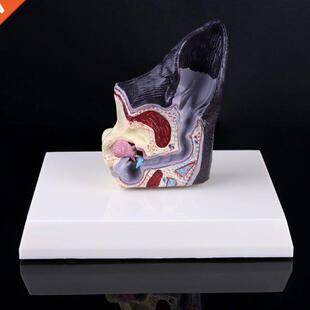 Dog Ear Lesion Animal Anatomical Model Veterinary Science Ai