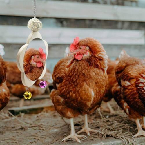 Chicken Xylophone Toy with 8 Metal Keys Chicken Mirror Toy w