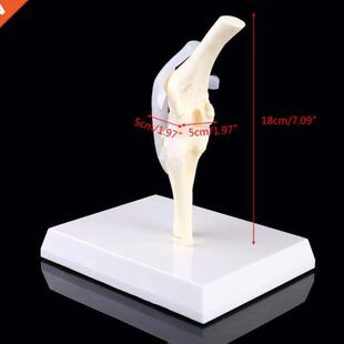 Dog Canine Knee Joint Model Veterinary Teaching Research Ske