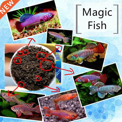 Fish Tank For Hatching Killifish Eggs Brine Shrimp Artemia U