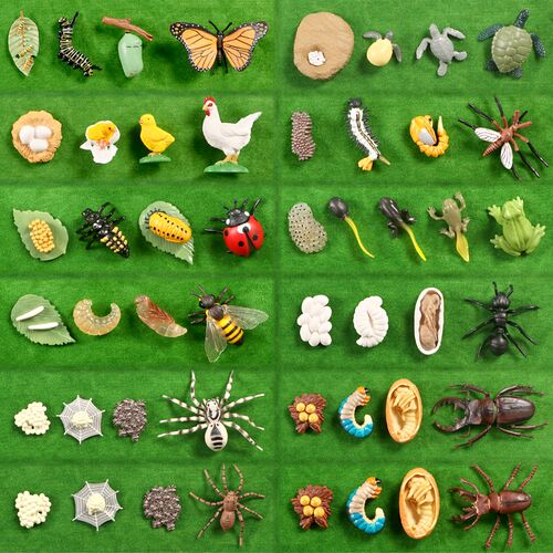 Simulation Animals Growth Cycle Butterfly,Ladybug,Chicken Li