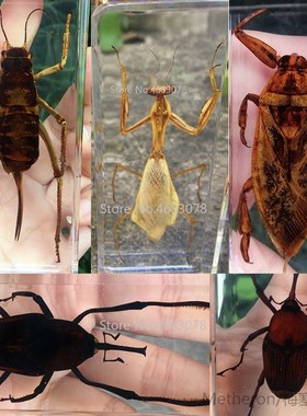 1piece Mantis Insect Specimen Cricket In Clear Resin Educati