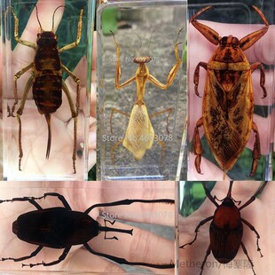1piece Mantis Insect Specimen Cricket In Clear Resin Educati