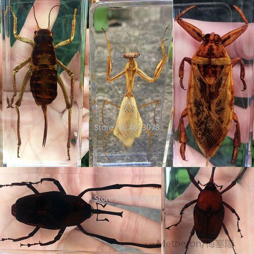 1piece Mantis Insect Specimen Cricket In Clear Resin Educati