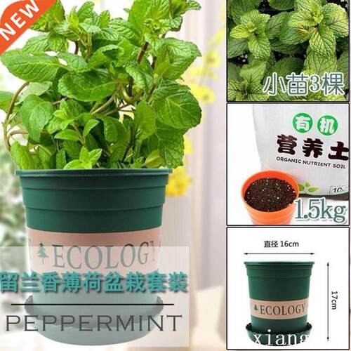 Herbs mint rosemary tHyme spices plant seedlings basi
