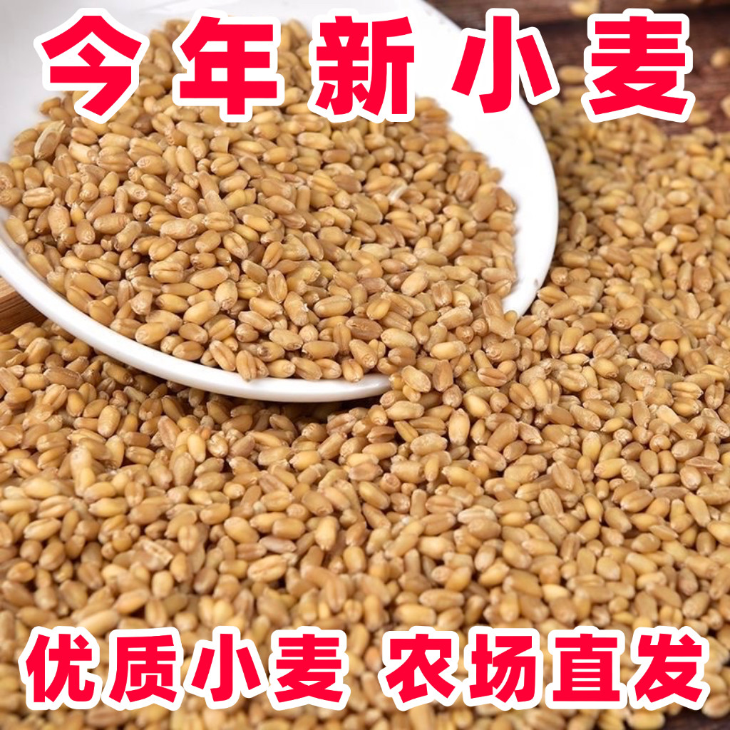 2026小麦粒麦子粒河南优质麦粒米草籽猫草食用磨面颗粒发芽麦芽糖