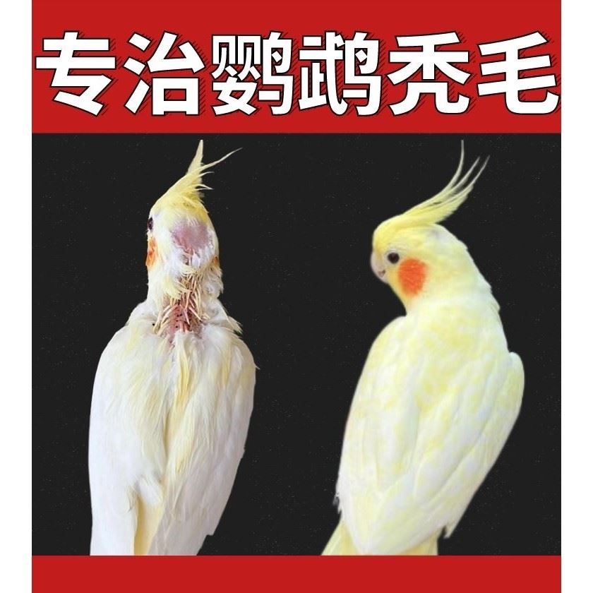 玄凤鹦鹉秃头秃顶专用秃背治虎皮掉毛褪毛叨毛啄毛掉羽画眉防脱毛