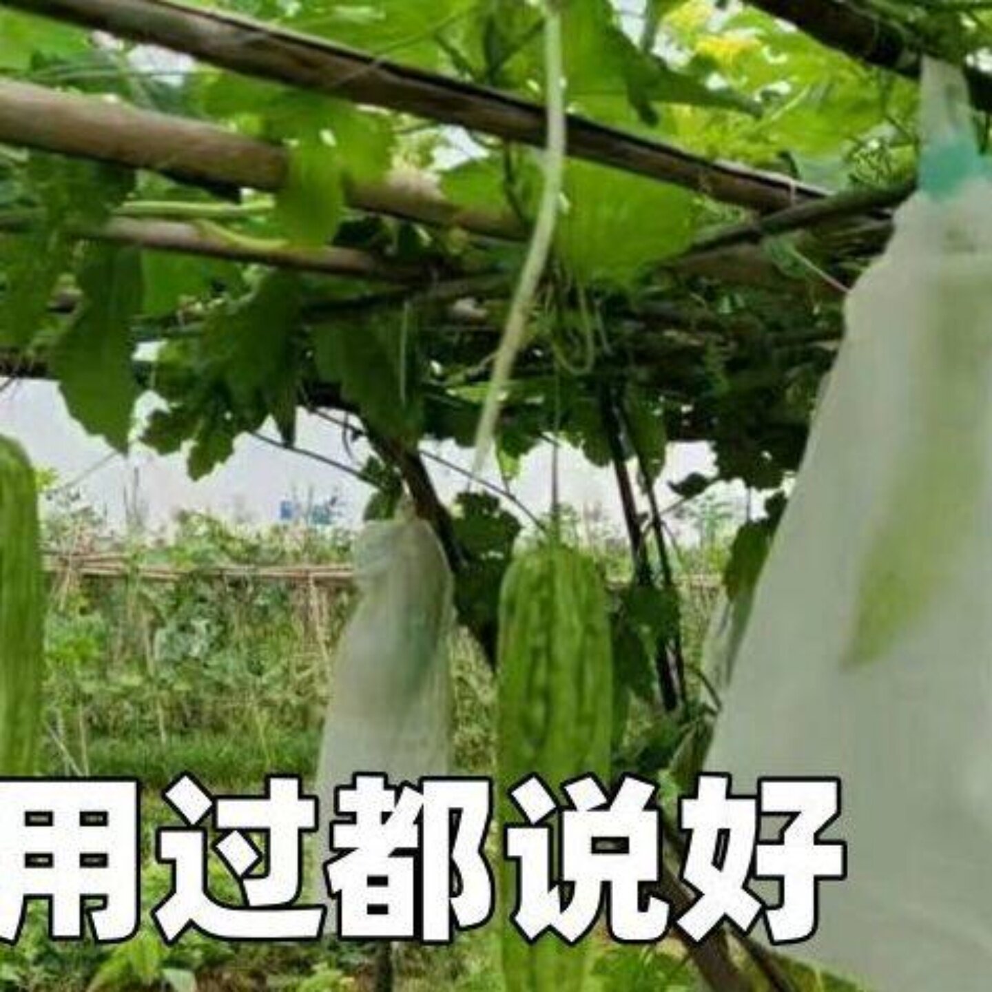 苦瓜无纺布防虫套袋丝瓜青瓜羊角密防针蜂防蝇蔬菜保护专用袋