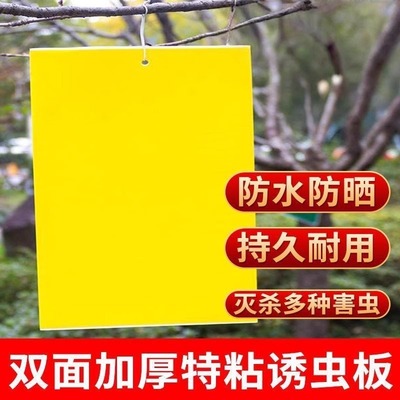 双面粘虫板黄板诱虫蓝板纸贴黄色飞虫小黑飞沾果蝇诱捕器粘板家用