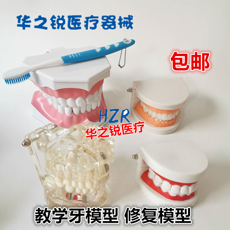 儿童牙齿模具教具幼儿园牙科口腔教学模型标准牙模假牙练习刷牙齿