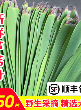 苏北纯天然新鲜芦苇叶宽粽子叶柴叶650片端午节现摘现发5斤