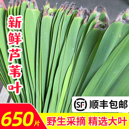 苏北纯天然新鲜芦苇叶宽粽子叶柴叶650片端午节现摘现发5斤