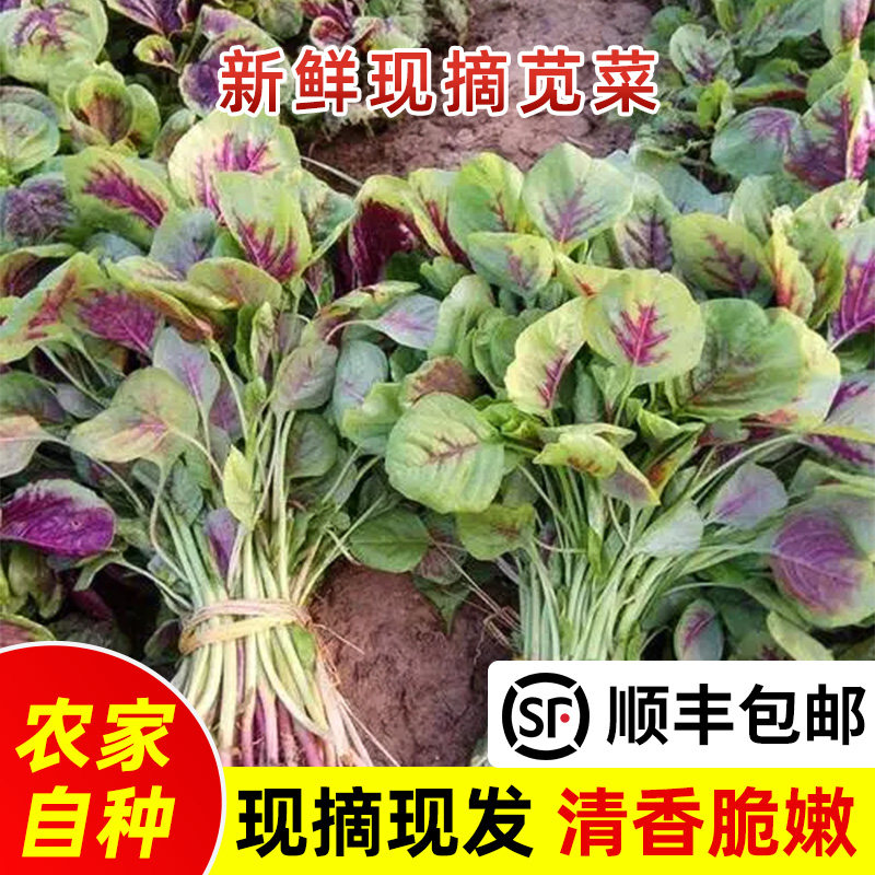 苏北现挖红叶土苋菜新鲜一点红苋菜紫苋菜红米苋冬汉苋菜时令蔬菜