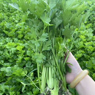 东台农家露天现挖芹菜新鲜小药芹香芹土芹旱芹带根带叶时令蔬菜