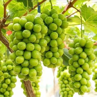 乔诚苏北农家自种阳光玫瑰