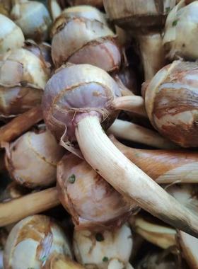 东台新鲜蔬菜山茨菇白慈姑茨菰马蹄荸荠燕尾草地栗芽菇特产兹池姑