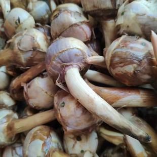 东台新鲜蔬菜山茨菇白慈姑茨菰马蹄荸荠燕尾草地栗芽菇特产兹池姑