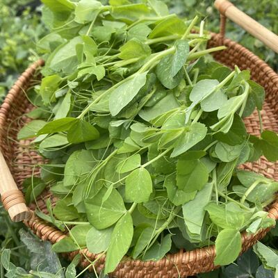 豌豆尖叶菜新鲜蔬菜乔诚现摘现发