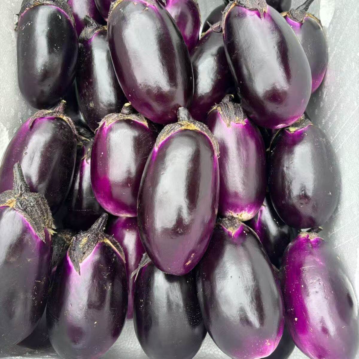 苏北农家时令蔬菜烧烤紫光茄子新鲜老品种圆茄子灯泡茄子现摘现发
