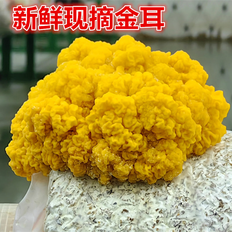 乔诚金耳菌刺身级植物燕窝黄金