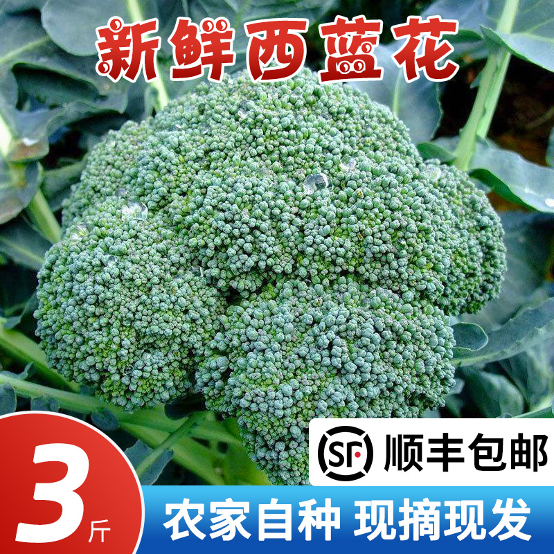 苏北农家现摘西兰花新鲜西蓝花绿青花菜花椰菜脆嫩菜花时令蔬菜 水产肉类/新鲜蔬果/熟食 西兰花/花菜 原图主图