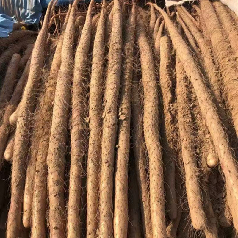 农家蔬菜小白嘴铁棒杆铁棍山药粉糯河南焦作温县垆土怀淮山药新鲜