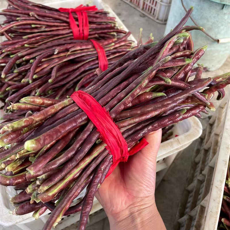 东台农家新鲜蔬菜红油紫豆角新鲜长缸豆十月红四季豆现摘5斤顺丰图片