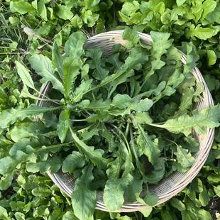 苏北农家现挖野生香荠荠菜地丁野菜新鲜春卷馄饨饺包子馅时令蔬菜